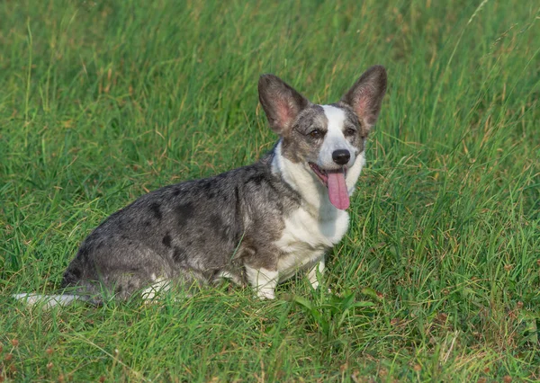 Mavi hırka Galce Corgi merle çim