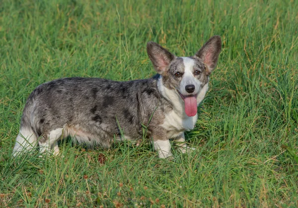 Gallois Corgi Cardigan bleu merle dans l'herbe — Photo