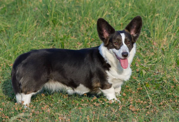 Galce Corgi hırka tricolor brindle puanla