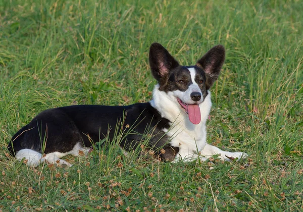 Welsh Corgi Cardigan tricolor met gestroomde punten — Stockfoto