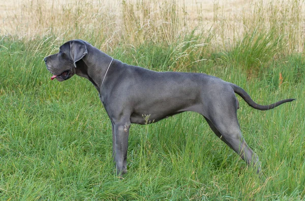 The blue great dane dog in grass — Stock Photo, Image