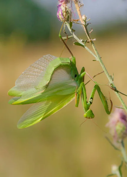 Rezar mantis Mantis religiosa en República Checa — Foto de Stock
