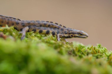 Pürüzsüz newt da ortak newt Lissotriton vulgaris bilinen eski Çek Repiblic Triturus vulgaris,