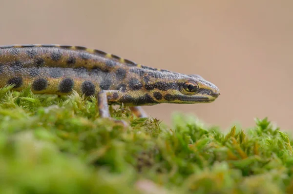 Pürüzsüz newt da ortak newt Lissotriton vulgaris bilinen eski Çek Repiblic Triturus vulgaris,