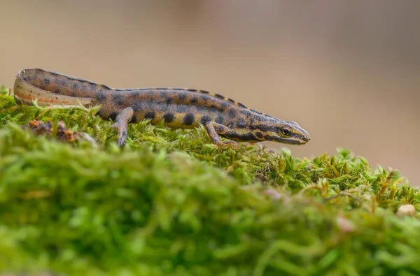 Pürüzsüz newt da ortak newt Lissotriton vulgaris bilinen eski Çek Repiblic Triturus vulgaris,