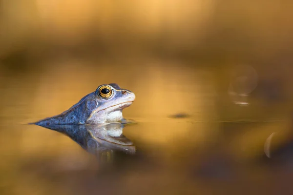 Fotografia Dzikiej Przyrody Żaba Moczarowa Rana Arvalis — Zdjęcie stockowe