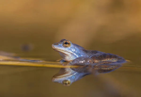 Homme de The Moor frog Rana arvalis en République tchèque — Photo