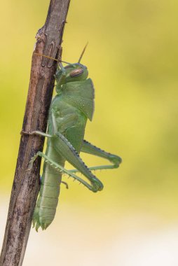 Hırvatistan'daki Mısır Locust Anacridium aegyptium yeşil perisi