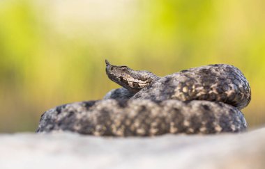 Uzun burunlu engerek Vipera ammodytes Hırvatistan'erkek
