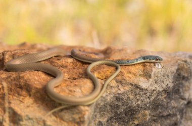 Dahls whip snake Platyceps najadum in Paklenica Croatia clipart