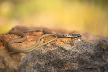 Dahls kırbaç yılanı Platyceps najadum Paklenica Hırvatistan