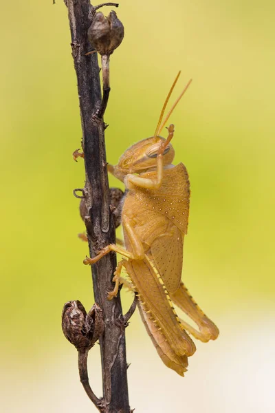 Оранжевая нимфа египетской саранчи Anacridium aegyptium в Хорватии — стоковое фото