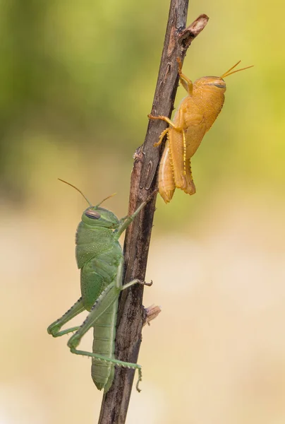 Green a orange nymphs of Egyptian Locust Anacridium aegyptium in Croatia — Stock Photo, Image