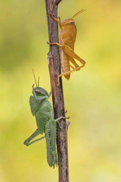 Verde una ninfa naranja de la langosta egipcia Anacridium aegyptium en Croacia — Foto de Stock