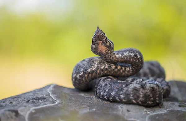 Varón de víbora de nariz larga Vipera ammodytes en Croacia — Foto de Stock