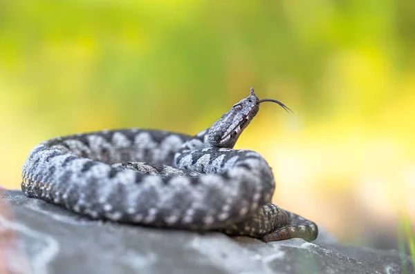 Varón de víbora de nariz larga Vipera ammodytes en Croacia — Foto de Stock