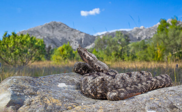 Длинноносый гадюка аммодит в Хорватии
