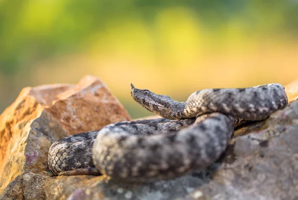 Männchen von Vipera ammodytes mit langer Nase in Kroatien — Stockfoto