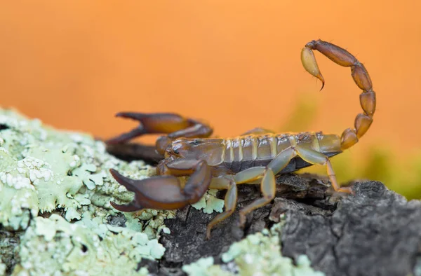 Pequeno Escorpião inofensivo Euscorpius sp. na Croácia — Fotografia de Stock