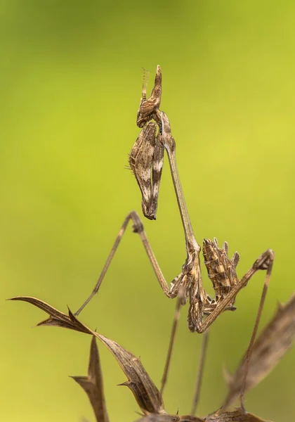 Nymph of Mantis Empusa fasciata in Croatia — Stock Photo, Image