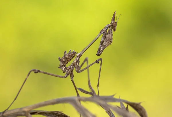 克罗地亚螳螂的数目 — 图库照片