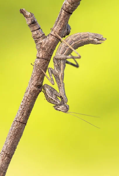 Mantis Ameles decolor หญิงผู้ใหญ่ในโครเอเชีย — ภาพถ่ายสต็อก