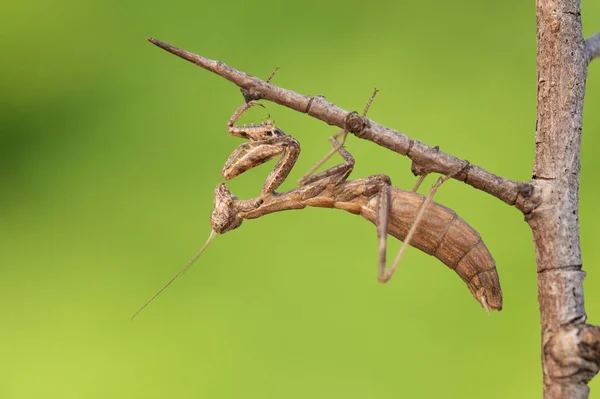 Mantis Ameles decolor หญิงผู้ใหญ่ในโครเอเชีย — ภาพถ่ายสต็อก