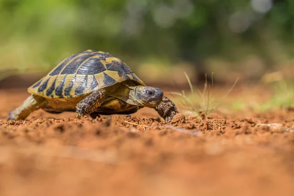 Hermanns Tortoise Testudo Hermanni Pakistan 'da