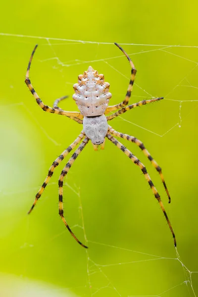 Spider-Argiope lobata Paklenica Horvátország zöld háttérrel — Stock Fotó
