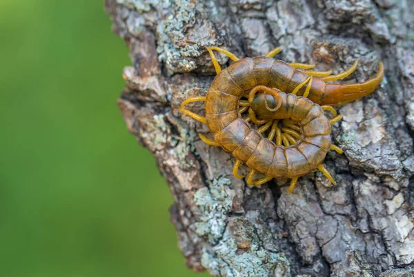มุมมองใกล้ชิดของ Megarian centipede Scolopendra cingulata ที่สวยงาม  . — ภาพถ่ายสต็อก