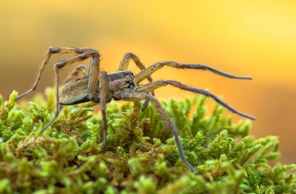 Slíďáka Hogna radiata Paklenica Chorvatsko — Stock fotografie