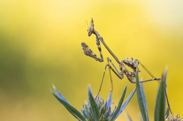 Nymph of Mantis Empusa fasciata in Croatia — Stock Photo, Image