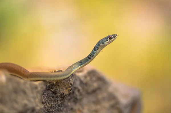 Dahls φίδι Platyceps najadum Paklenica Κροατία — Φωτογραφία Αρχείου