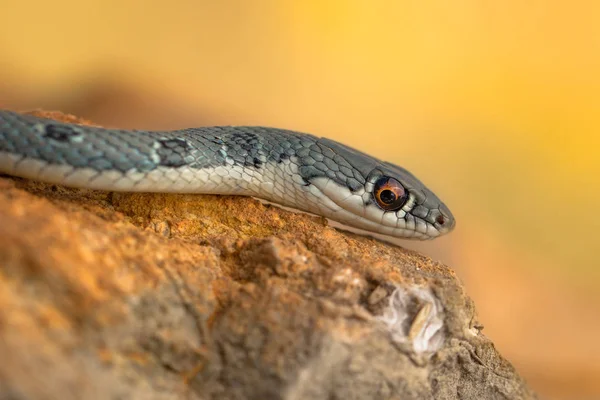 Dahls whip snake Platyceps najadum in Paklenica Croatia — Stock Photo, Image