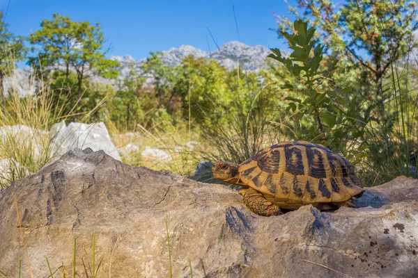 Hermanns Tortoise Testudo Hermanni Pakistan 'da