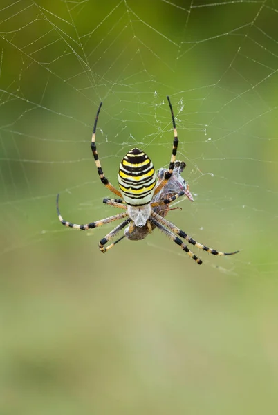 黄蜂蜘蛛, argiope 布吕内希与祈祷在克罗地亚 — 图库照片