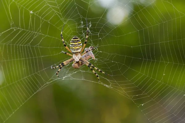 WASP pavouk křižák pruhovaný s modlit v Chorvatsku — Stock fotografie