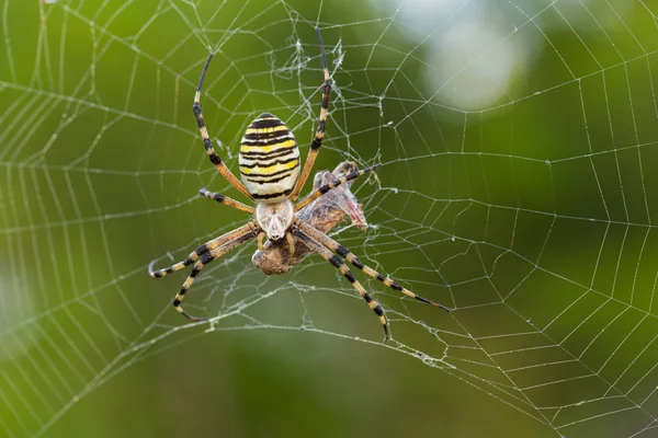 Паук-оса, Argiope bruennichi с молитвой в Хорватии — стоковое фото