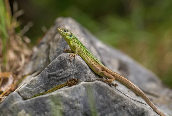 The European Green lizard Lacerta viridis in Croatia — Stock Photo, Image