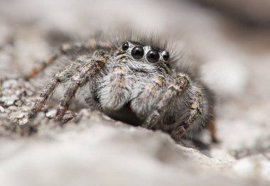 Örümcek Philaeus chrysops Çek Cumhuriyeti'nde atlama