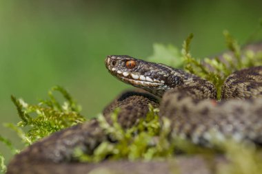 European viper Vipera berus in Czech Repblic