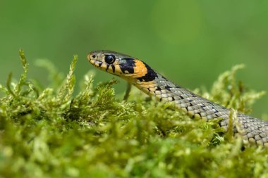 Çek Cumhuriyeti'nde çim yılan Natrix natrix