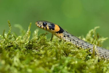 The Grass snake Natrix natrix in Czech Republic clipart