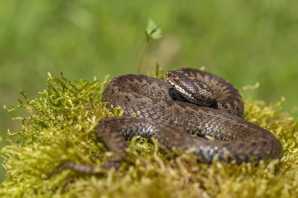 捷克共和国境内的欧洲毒蛇Vipera berus — 图库照片