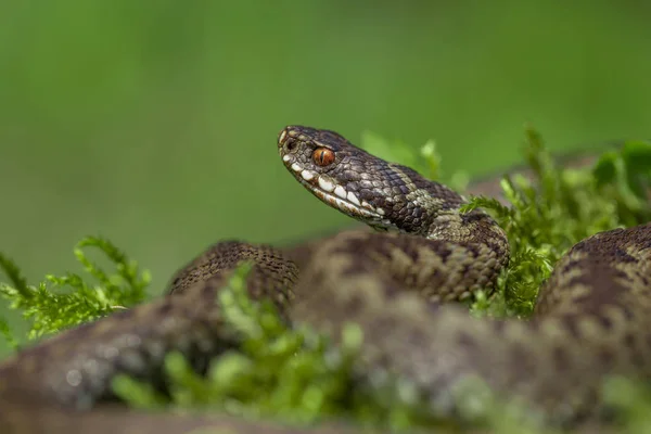 チェコ共和国のヨーロッパのバイパーVipera berus — ストック写真