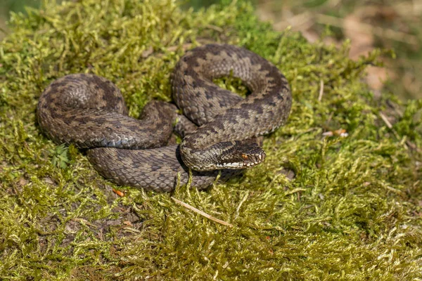 Víbora europeia Vipera berus em checo Repblic — Fotografia de Stock