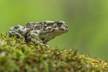 Yeşil kurbağa Bufotes viridis, aynı zamanda karakurbağasıdır veya Çek Cumhuriyeti'nde Bufo