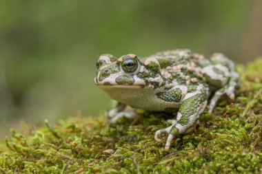 Green toad Bufotes viridis, also Pseudepidalea or Bufo in Czech Republic clipart