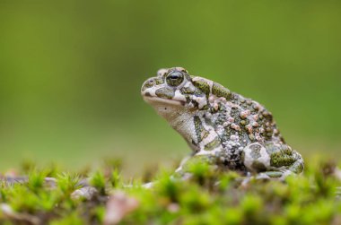 Yeşil kurbağa Bufotes viridis, aynı zamanda karakurbağasıdır veya Çek Cumhuriyeti'nde Bufo