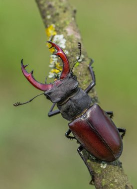 Stag beetle Lucanus cervus Çek Cumhuriyeti'nde
